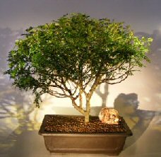 unknown Flowering Chinese Pepper Bonsai Tree<br><i>(zanthoxylum piperitum)</i>