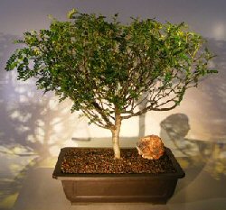 unknown Flowering Chinese Pepper Bonsai Tree<br><i>(zanthoxylum piperitum)</i>