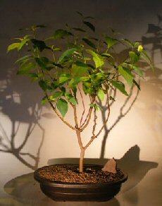 unknown Red Twig Dogwood Bonsai Tree<br><i>(cornus alba)</i>