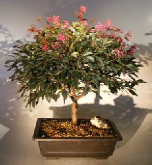 unknown Flowering Chinese Fringe Bonsai Tree<br><i>(loropetalum chinensis)</i>