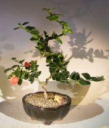 unknown Flowering Dwarf Plum Bonsai Tree<br>Curved Trunk Style<br><i>(carissa macrocarpa)</i>