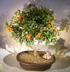 unknown Flowering Pyracantha Bonsai Tree<br>(pyracantha 'mohave')