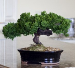 unknown Monterey - Single Trunk-Preserved Bonsai Tree<br>(Preserved - Not a living tree)