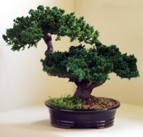unknown Monterey - Double Trunk-Preserved Bonsai Tree<br>(Preserved - Not a living tree)