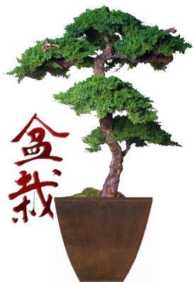 unknown Monterey Preserved Bonsai Tree<br>Kage Style - 6 Feet Tall<br>(Preserved - Not a living tree)