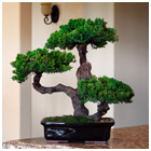 unknown Monterey - Triple Trunk-Preserved Bonsai Tree<br>(Preserved - Not a living tree)