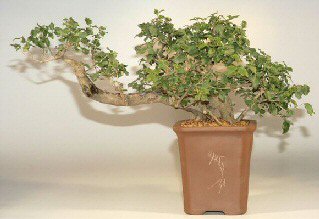 Ligustrum Cascade-23"x11"x16" (ligustrum licidum)