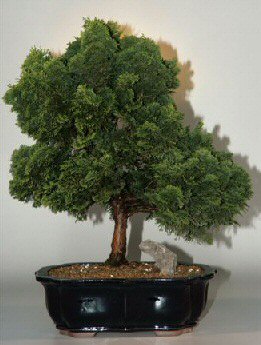 Hinoki Cypress - 22" x 16" x 28" (chamecyparis obtusa 'compacta')