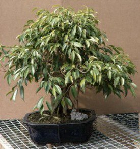 Ficus Tree (ficus benjamina "oriental")