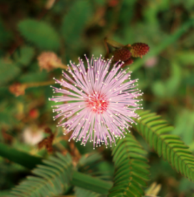 Flowering Mimosa(mimosa pudica)