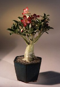 Desert Rose Adeniums for Sale