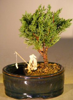 Juniper Bonsai Tree - Land & Water