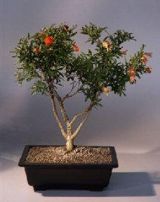 pomegranate tree bonsai