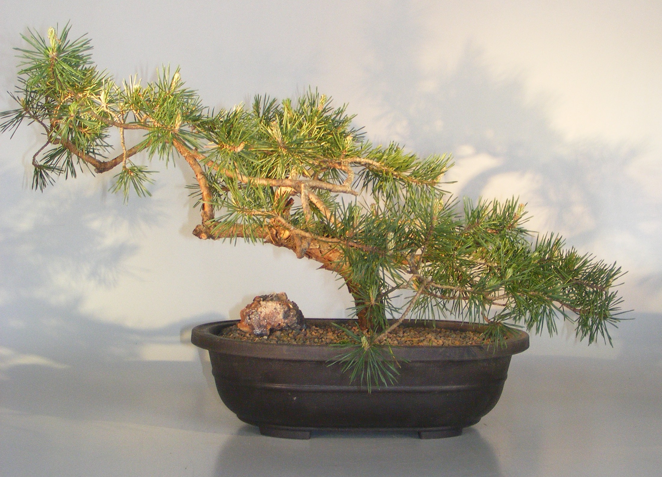 Pure Pine Resin tree Resin, Pinus Sylvestris, 30g Nice Quality