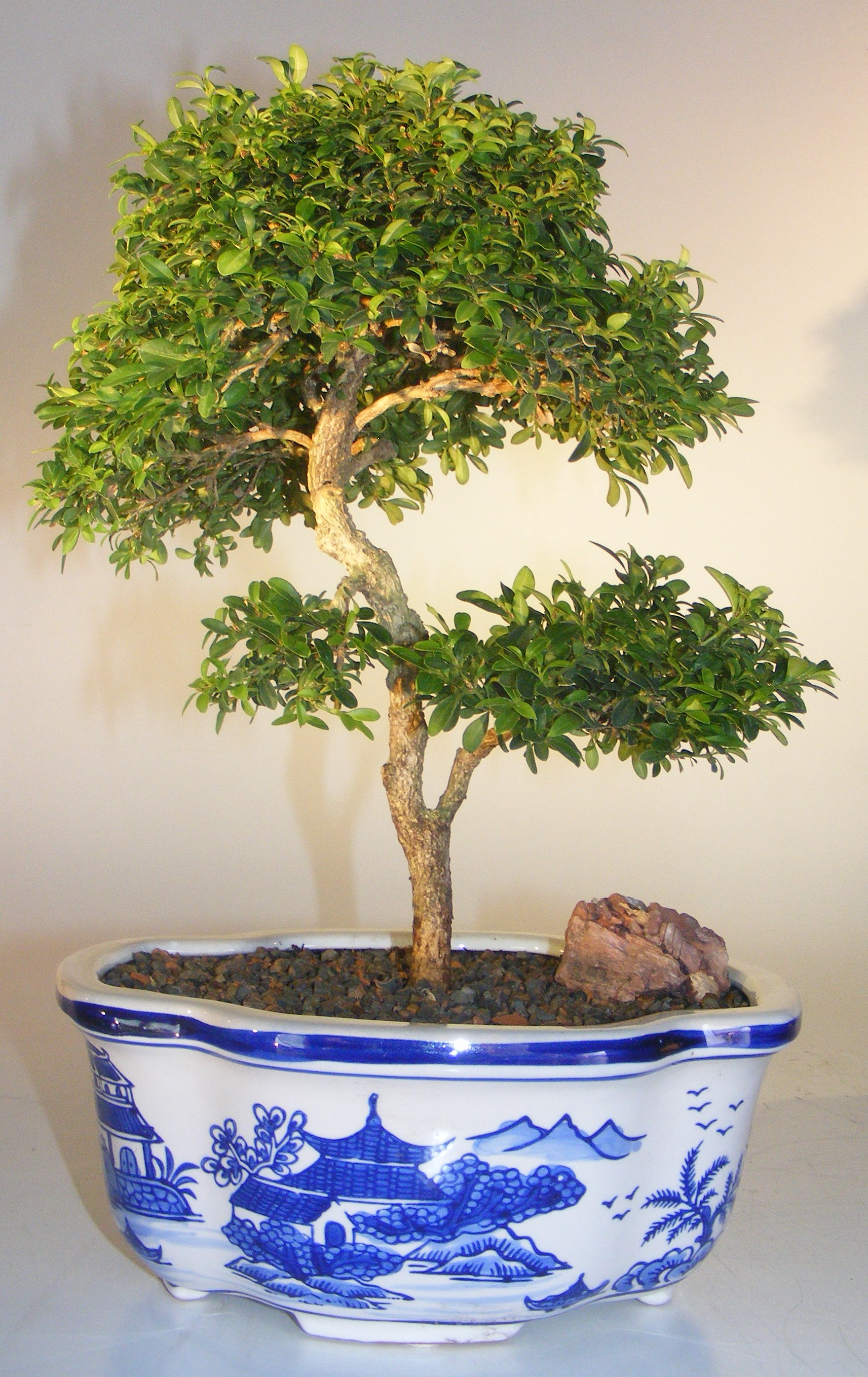 Japanese Kingsville Boxwood Bonsai Tree Buxus Microphylla