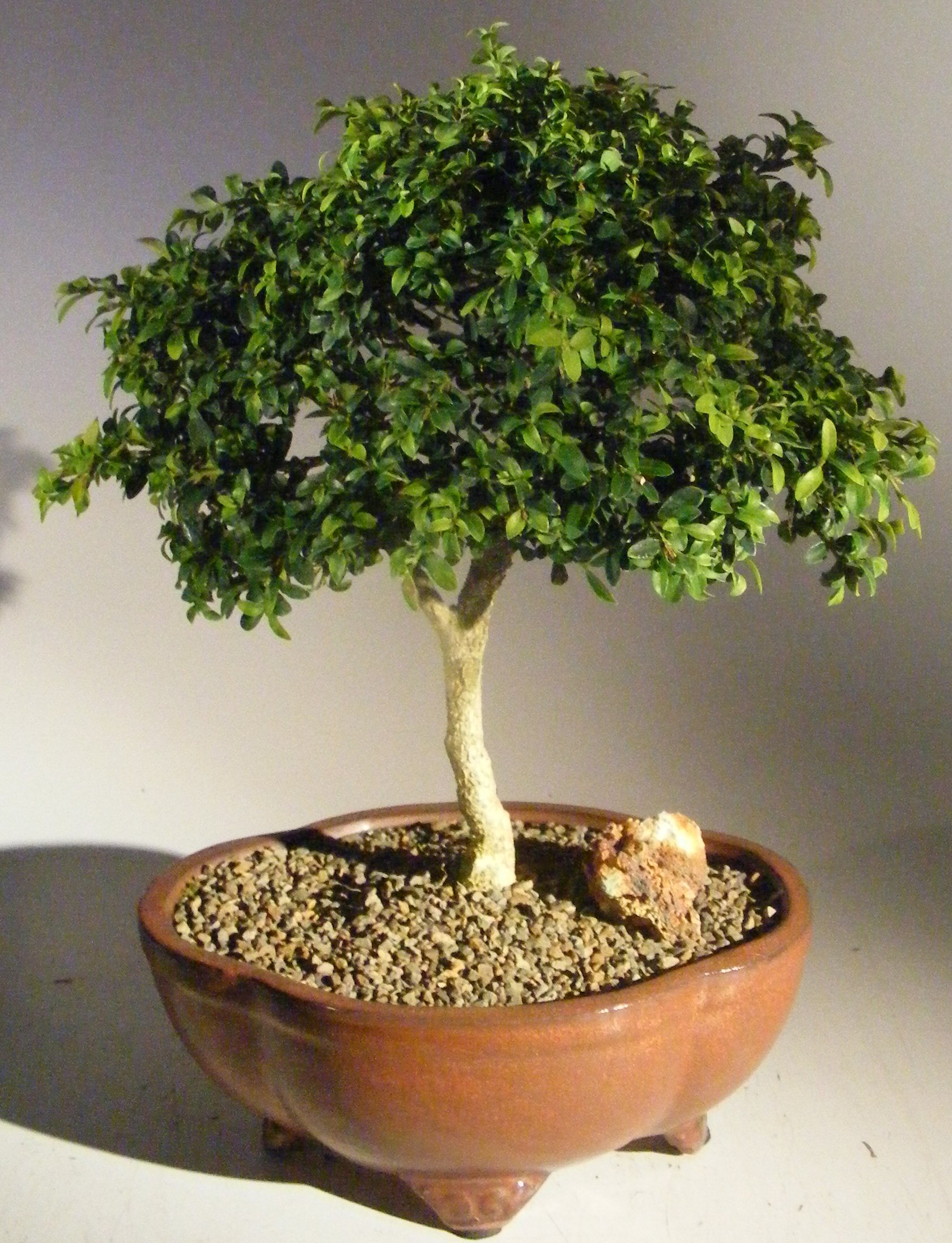 Japanese Kingsville Boxwood Bonsai Tree Buxus Microphylla