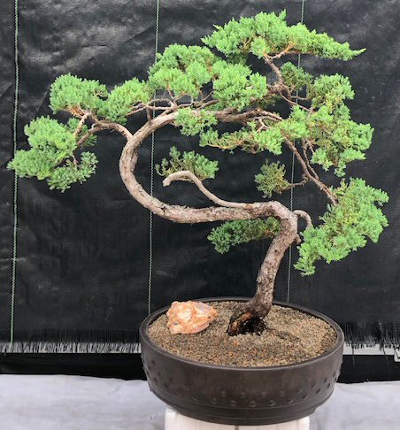 Bonsai tree stolen in Japan: Owners hope 400-year-old tree is watered