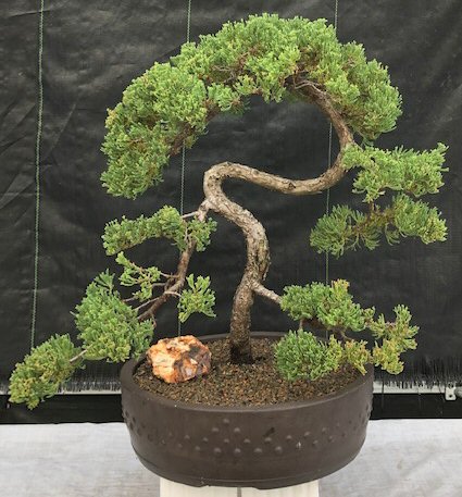 https://www.bonsaiboy.com/catalog/media/k7741.jpg