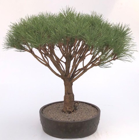 Japanese Pine Stem