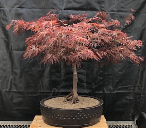 Weeping Red Dragon Japanese Maple Bonsai Tree palmatum 'Red