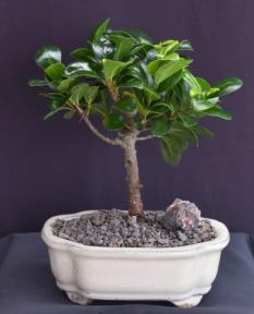 Ficus Compacta Bonsai Tree<br><i>(Ficus Compacta)</i>