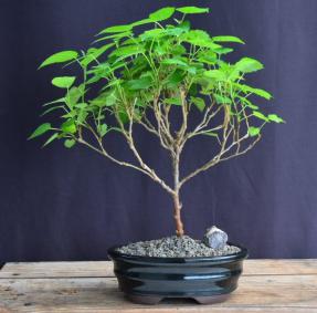 Flowering Dwarf Everbearing Mulberry Bonsai Tree  - Medium<br><i>(Morus Nigra)</i>