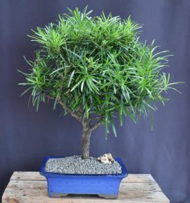 Flowering Podocarpus Bonsai Tree - Extra Large<br><i>(podocarpus macrophyllus)</i>