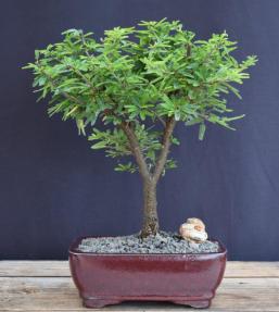 Flowering Powder Puff Bonsai Tree - Medium<br><i>(Calliandra brevipes Pink Lilian)