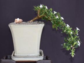 Flowering Mount Fuji Serissa Bonsai Tree<br> Cascade Style<br><i>(serissa foetida)</i>