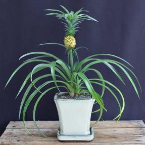 Flowering & Fruiting Pineapple Bonsai Tree - Medium<br><i>(ananas nana)</i>