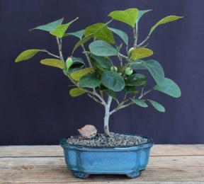 Mistletoe Fig Bonsai Tree - Small<br><i>(ficus diversifolia)</i>