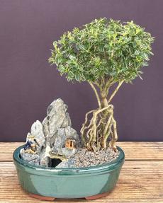 Flowering Mount Fuji Serissa Bonsai Tree with Raised Roots<br><i></i> Stone Landscape Scene<br><i>(serissa foetida)</i>