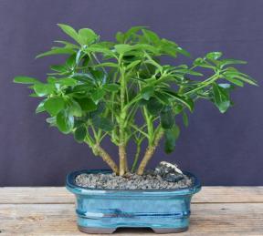 Hawaiian Umbrella Bonsai Tree - Multi Trunk Style <br><i>(arboricola schefflera)</i>