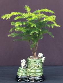 Norfolk Island Pine Bonsai Tree<br>Bamboo Pot With Climbing Pandas<br><i>(Araucaria Heterophila)</i>