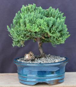 Juniper Bonsai Tree - Upright<br><i>(Juniper Procumbens 