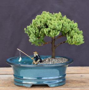 Upright Juniper Bonsai Tree<br>Land/Water Pot -<br><i>(Juniper Procumbens 