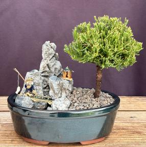 UprightJuniper Bonsai Tree<br>Stone Landscape Scene<br><i>(juniper procumbens 