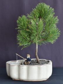 Mugo Pine Bonsai Tree<br>Land/Water Pot<br><i>(pinus mugo 'valley cushion')</i>