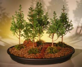 Eastern White Cedar Bonsai Tree<br>Five (5)Tree Forest Group<br><i>(chamecyparis thoides andelensis 