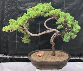 Juniper Bonsai Tree - Coiled Trunk(juniper procumbens nana)