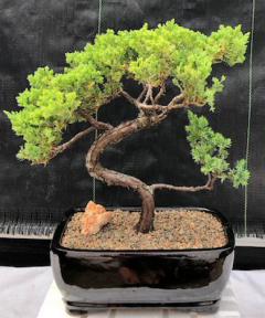 Juniper Bonsai Tree - Coiled Trunk(juniper procumbens nana)