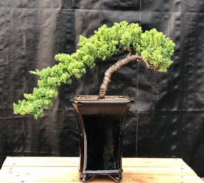 Juniper Bonsai Tree - Cascade Style <br><i>(juniper procumbens nana)</i>