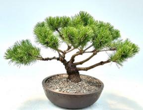 Mugo Pine Bonsai Tree<br><i>(pinus mugo 'valley cushion')</i>