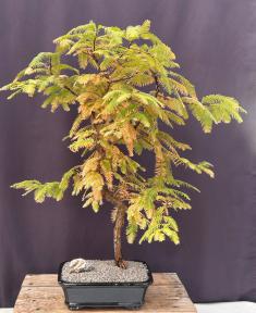 Trained Redwood Bonsai Tree<br><i>(metasequoia glyptostroboides)</i>