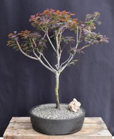 Flowering Royal Purple Smoke Bonsai Tree<br>(Cotinus coggygria 'Royal Purple')