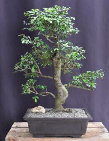 Chinese Elm Bonsai Tree <br>Curved Trunk & Tiered Branching Style<br><i>(ulmus parvifolia)</i>