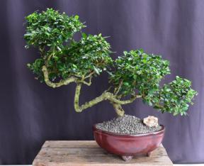 Flowering Fukien Tea Bonsai Tree<br>Semi Cascade Style<br>(ehretia microphylla)</i>