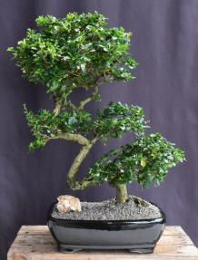 Flowering Fukien Tea Bonsai Tree<br>Curved Trunk Style<br><i>(ehretia microphylla)</i>