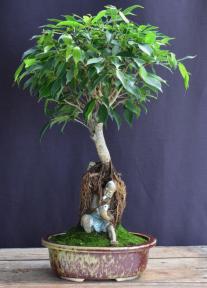 Oriental Ficus Bonsai Tree<br></i>(ficus orientalis)