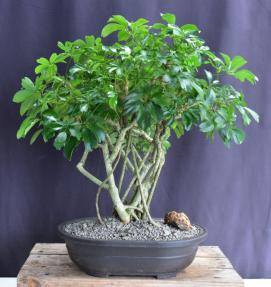 Hawaiian Umbrella Bonsai Tree<br>Banyan Style<br>(arboricola schfflera)